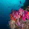 Raja Ampat - Coral
