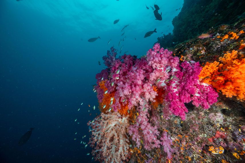 Raja Ampat - Coral