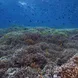 Raja Ampat - Coral