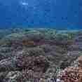 Raja Ampat - Coral