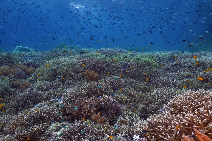 Raja Ampat - Coral