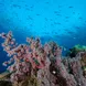 Raja Ampat - Coral