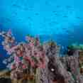 Raja Ampat - Coral