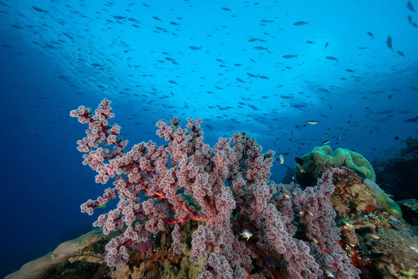 Raja Ampat - Coral