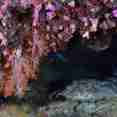 Raja Wobbegong