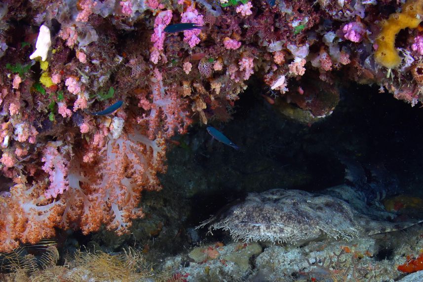 Raja Wobbegong