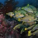 Raja Ampat - Fishes