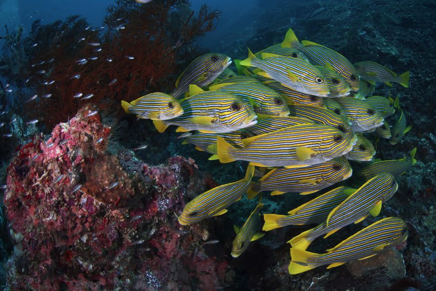 Raja Ampat - Fishes