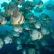 Raja Ampat - Fishes