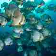 Raja Ampat - Fishes