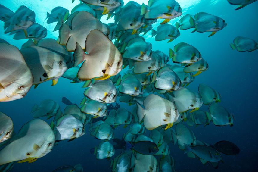 Raja Ampat - Fishes