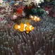 Raja Ampat - Nemo