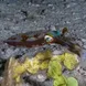 Komodo Myopsida