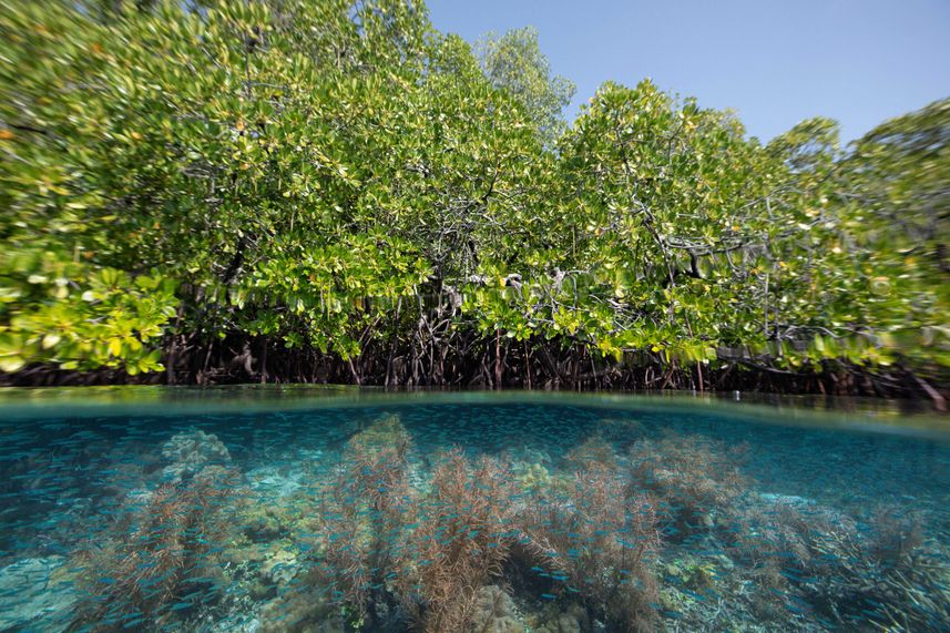 Land Raja Ampat