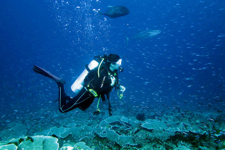 Marine Life - Jinggo Janggo