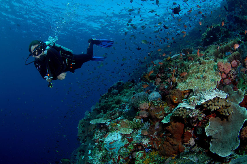 Marine Life - Jinggo Janggo