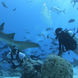 Diving with the sharks
