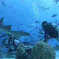 Diving with the sharks