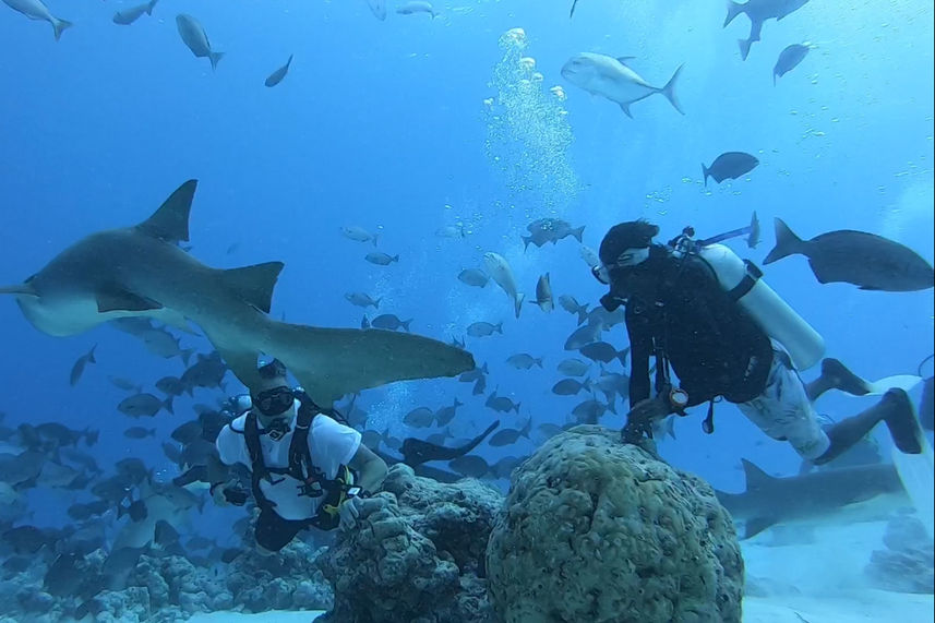 Diving with the sharks