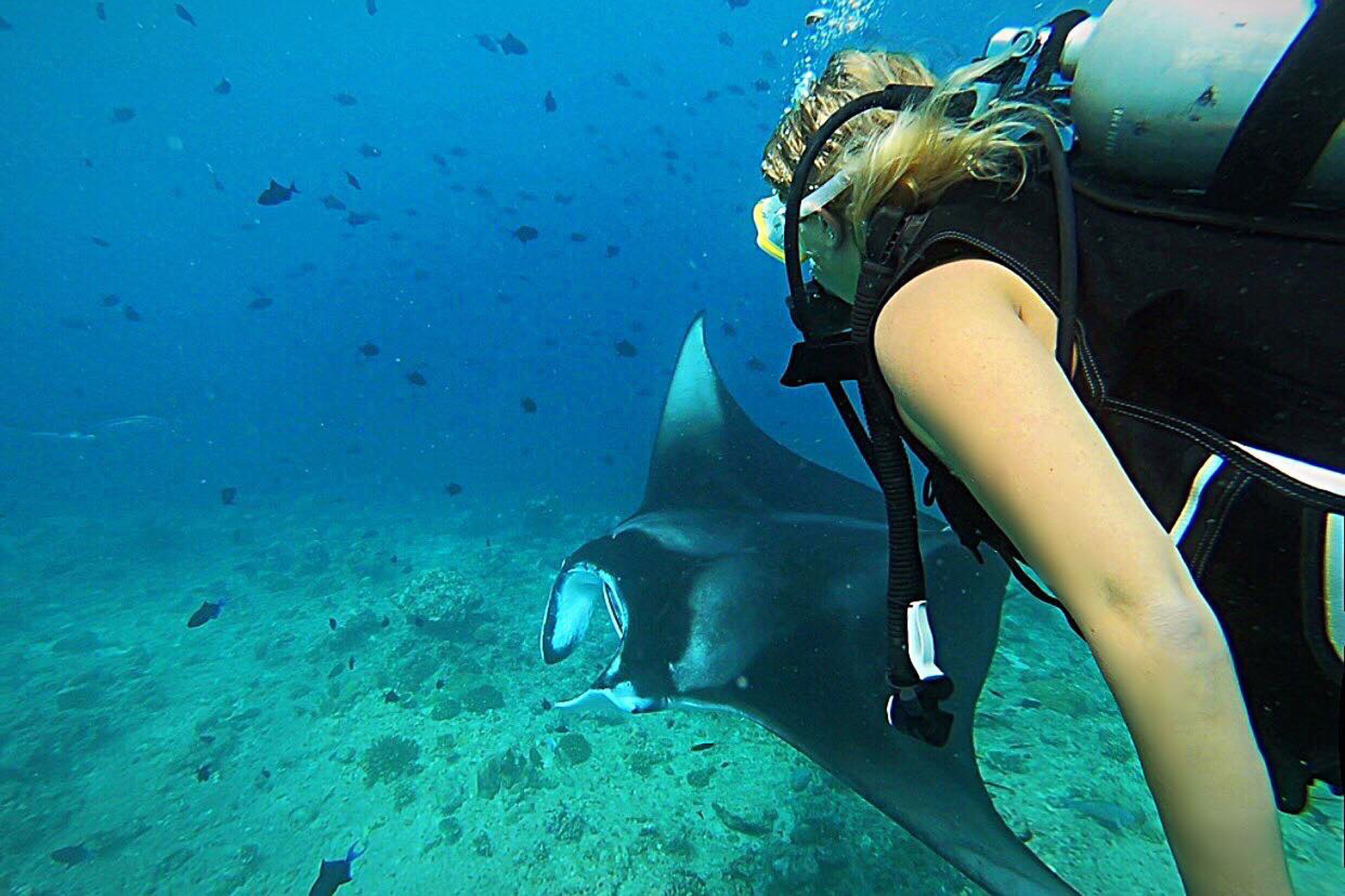 Diving with Manta