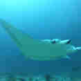 Manta Ray  - Fascination