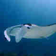 Manta Ray  - Fascination