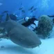 Diving with the sharks