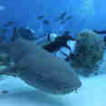 Diving with the sharks