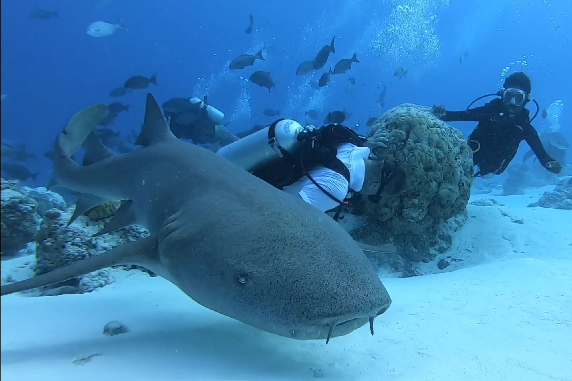 Diving with the sharks