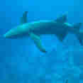 Diving with the sharks