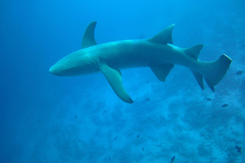 Diving with the sharks