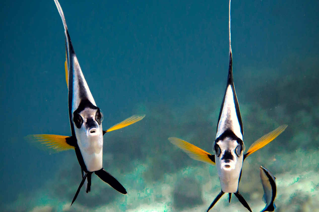 Vida Aquatica - Scubaspa Zen