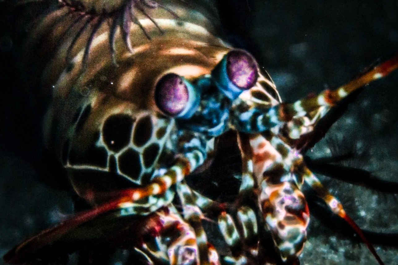 Vida Aquatica - Scubaspa Zen