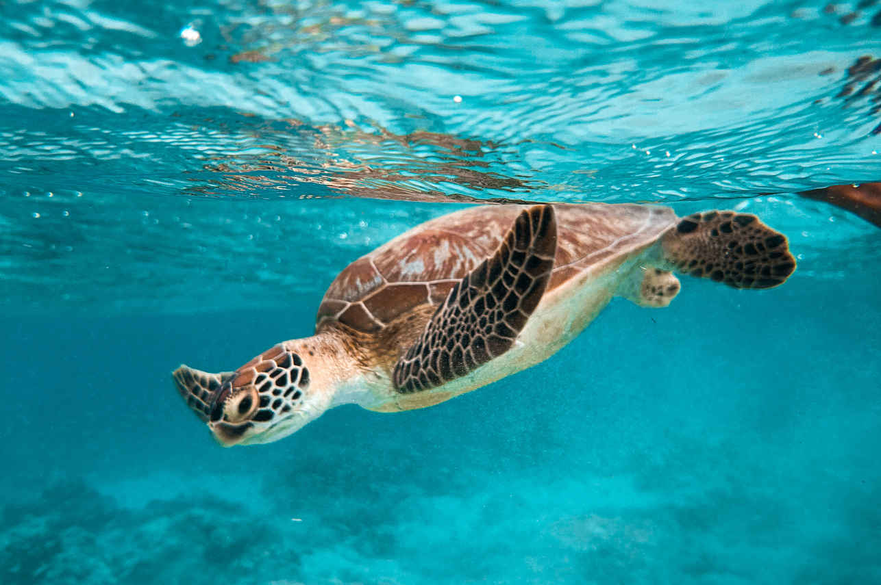 Vida Aquatica - Scubaspa Zen