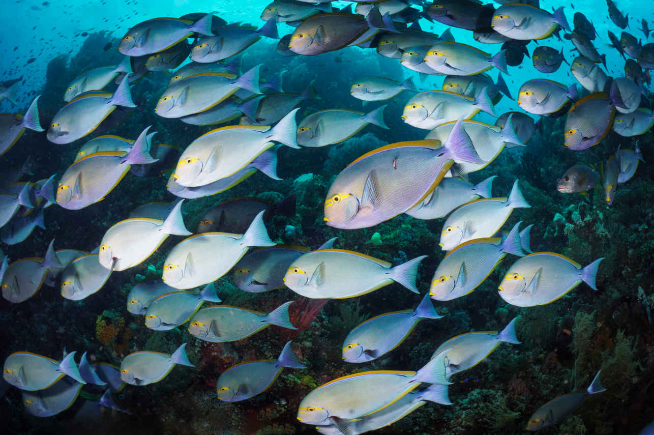 Vida Aquatica - Scubaspa Zen