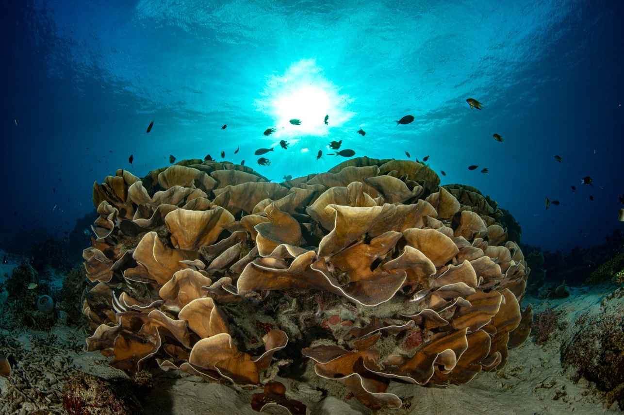 Vida Aquatica - Scubaspa Zen