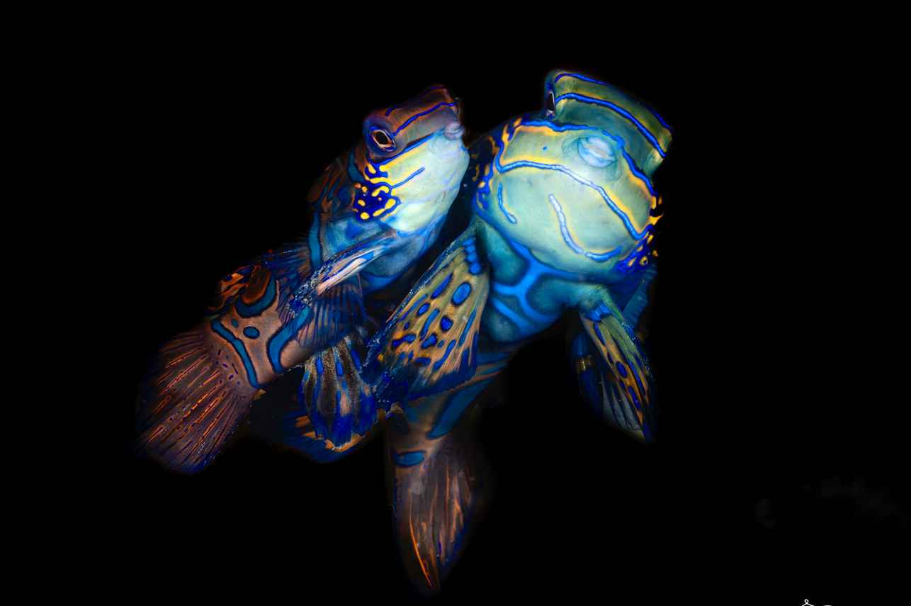 Vida Aquatica - Scubaspa Zen