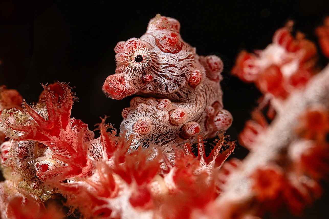 Vida Aquatica - Scubaspa Zen