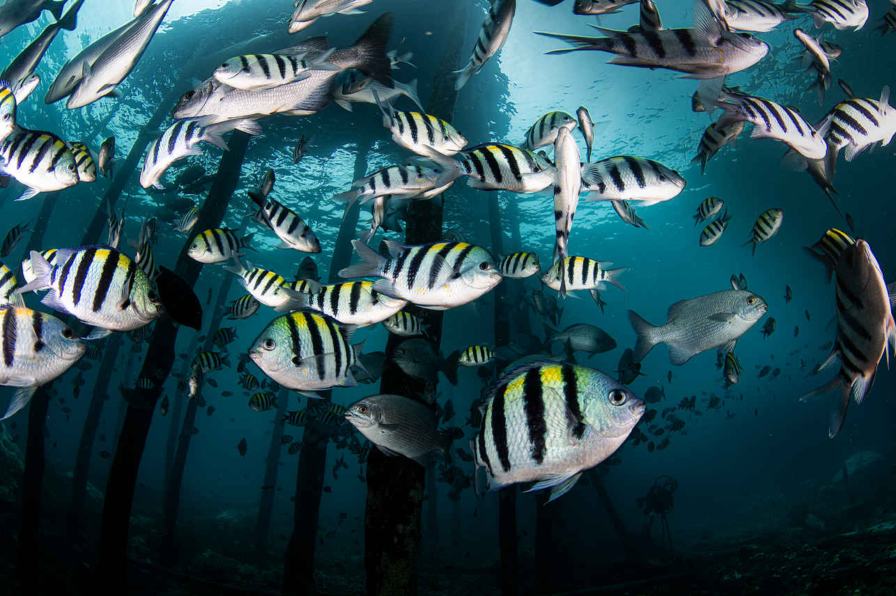 Vida Aquatica - Scubaspa Zen