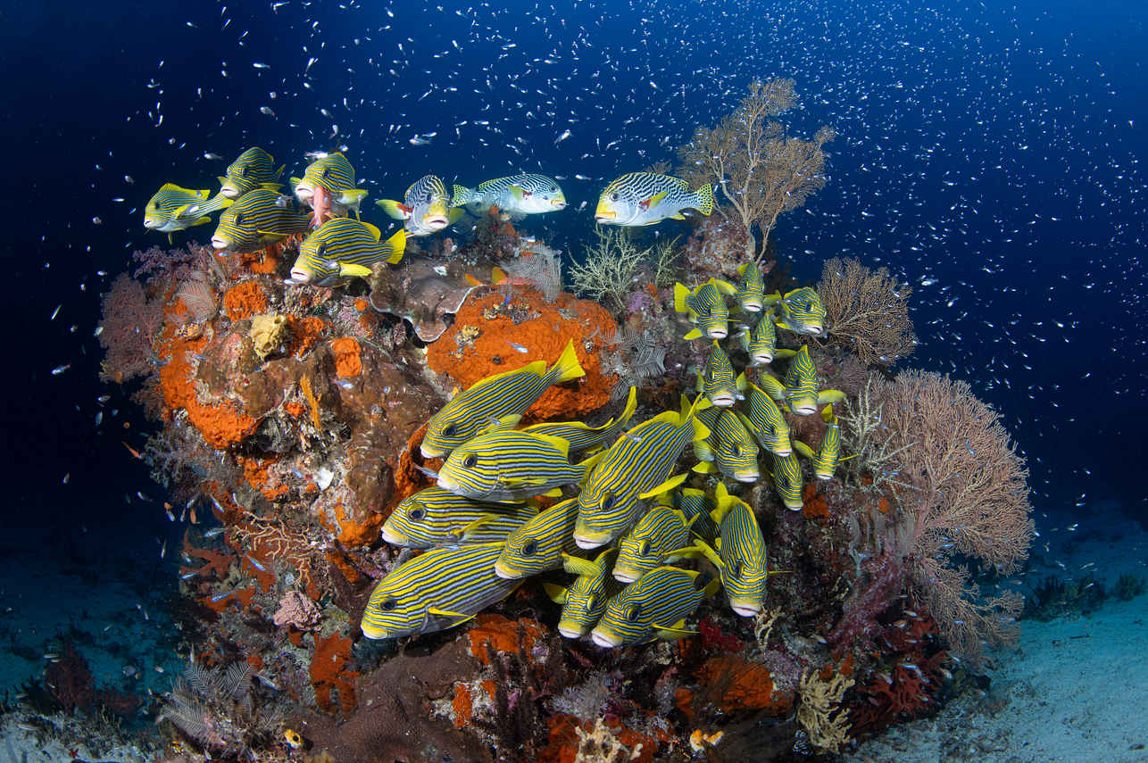 Vida Aquatica - Scubaspa Zen