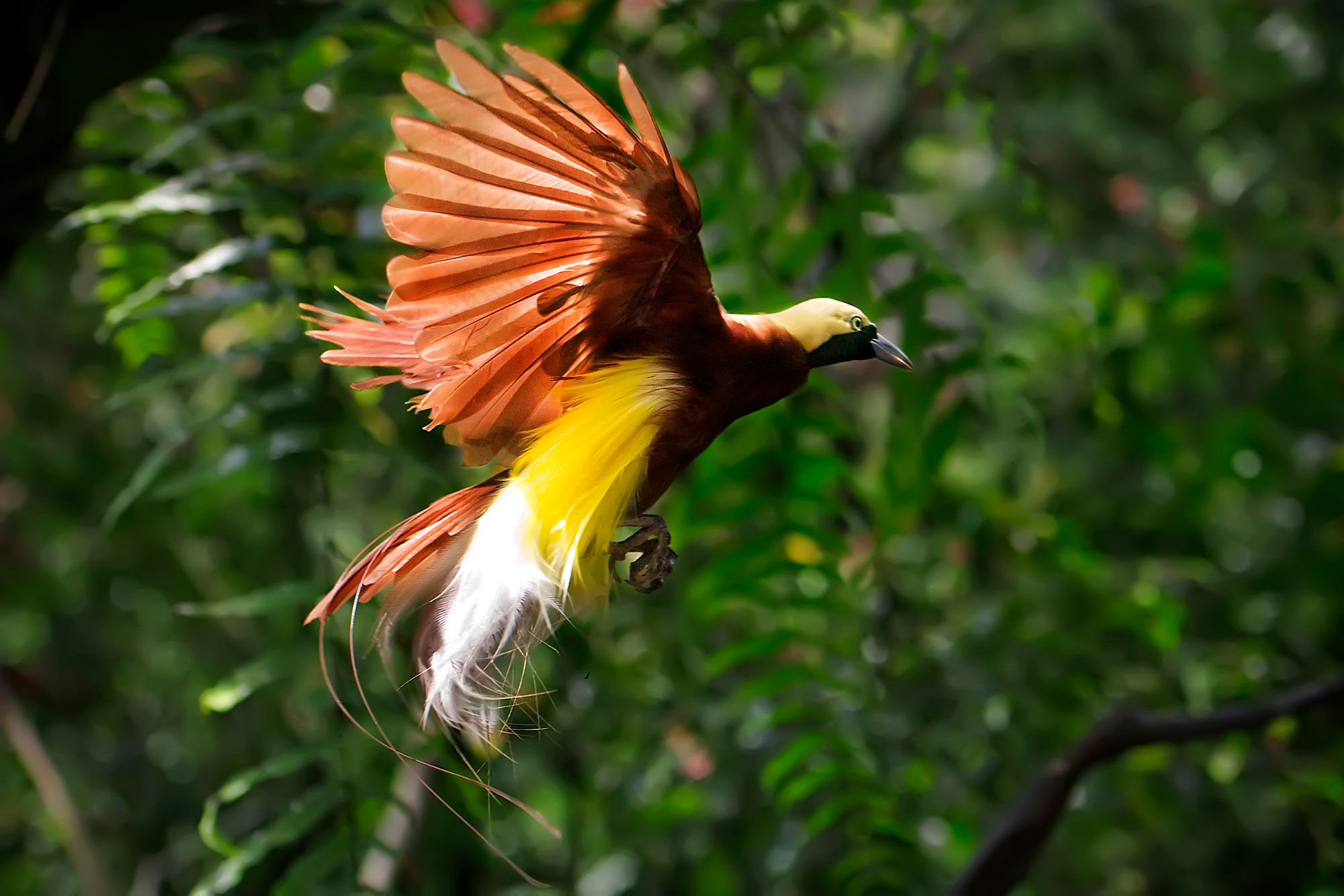 Bird of Paradise