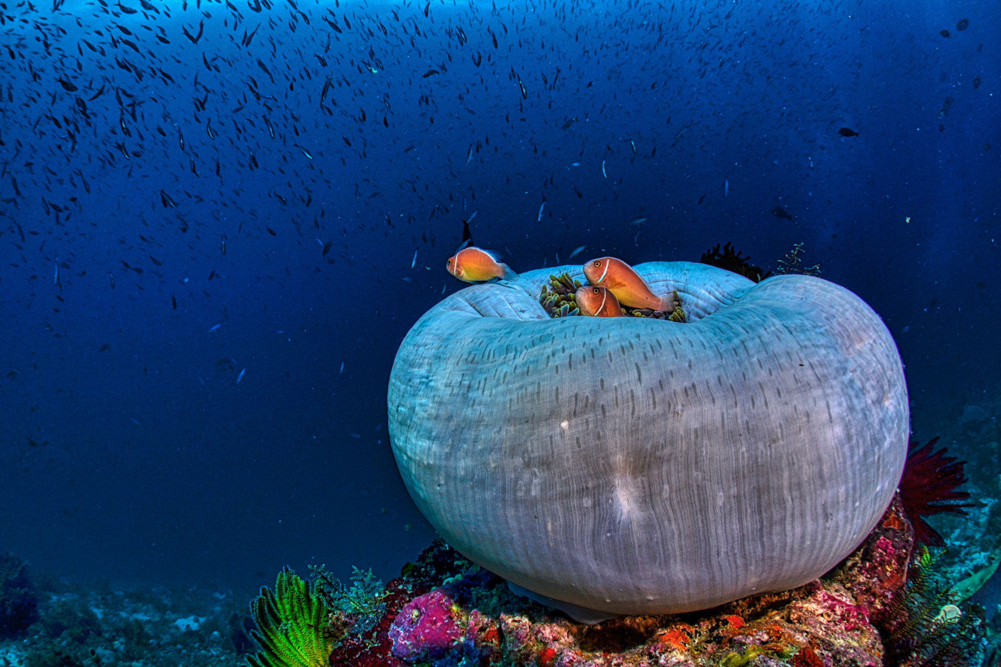 Подводный мир - Scubaspa Zen