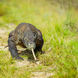 Komodo Dragon