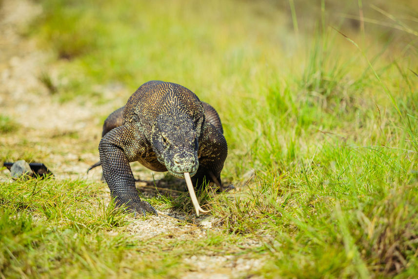 Komodo Dragon