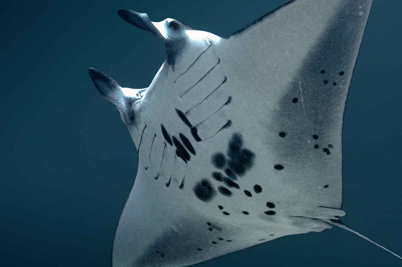 Vida Aquatica - Scubaspa Zen