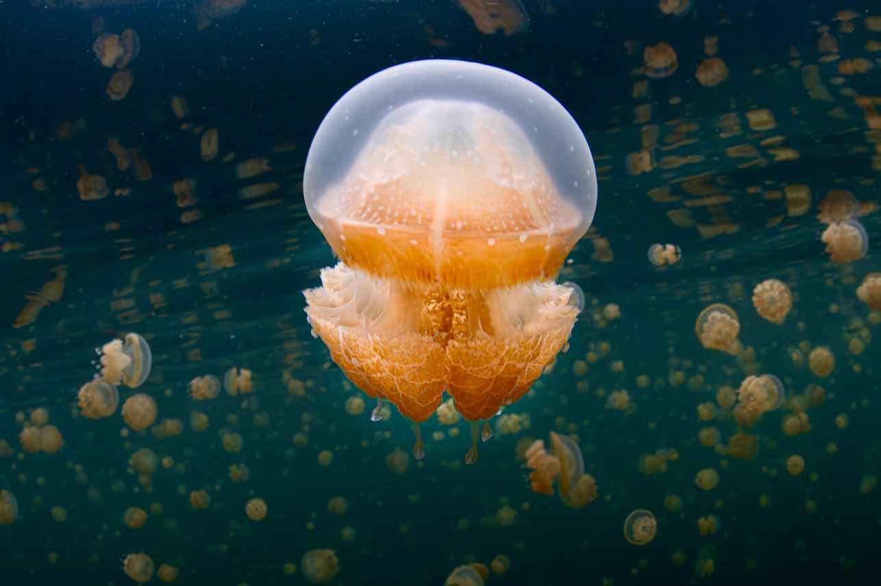 Vida Aquatica - Scubaspa Zen