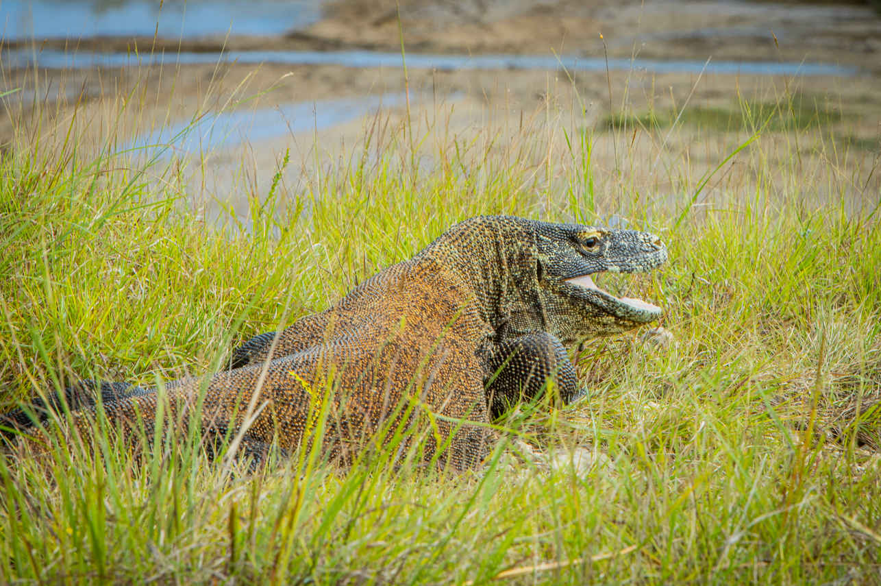 Dragon de Komodo - Scubaspa Zen