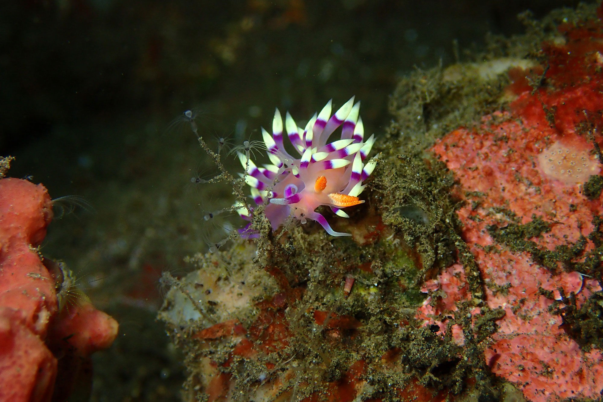 Marine Life - Scubaspa Zen