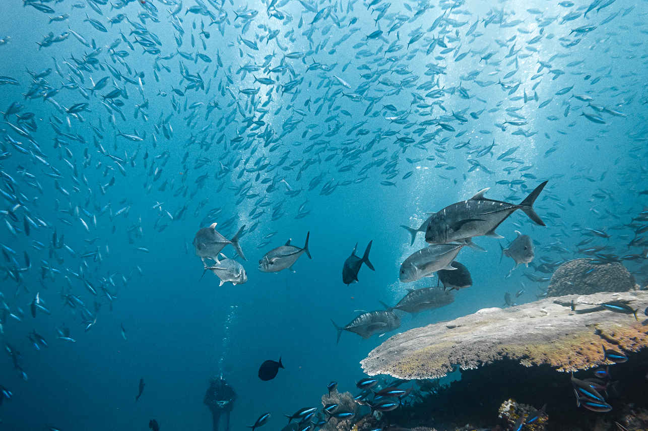 Vida Aquatica - Scubaspa Zen