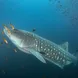 Whale Shark - Tiburon Explorer